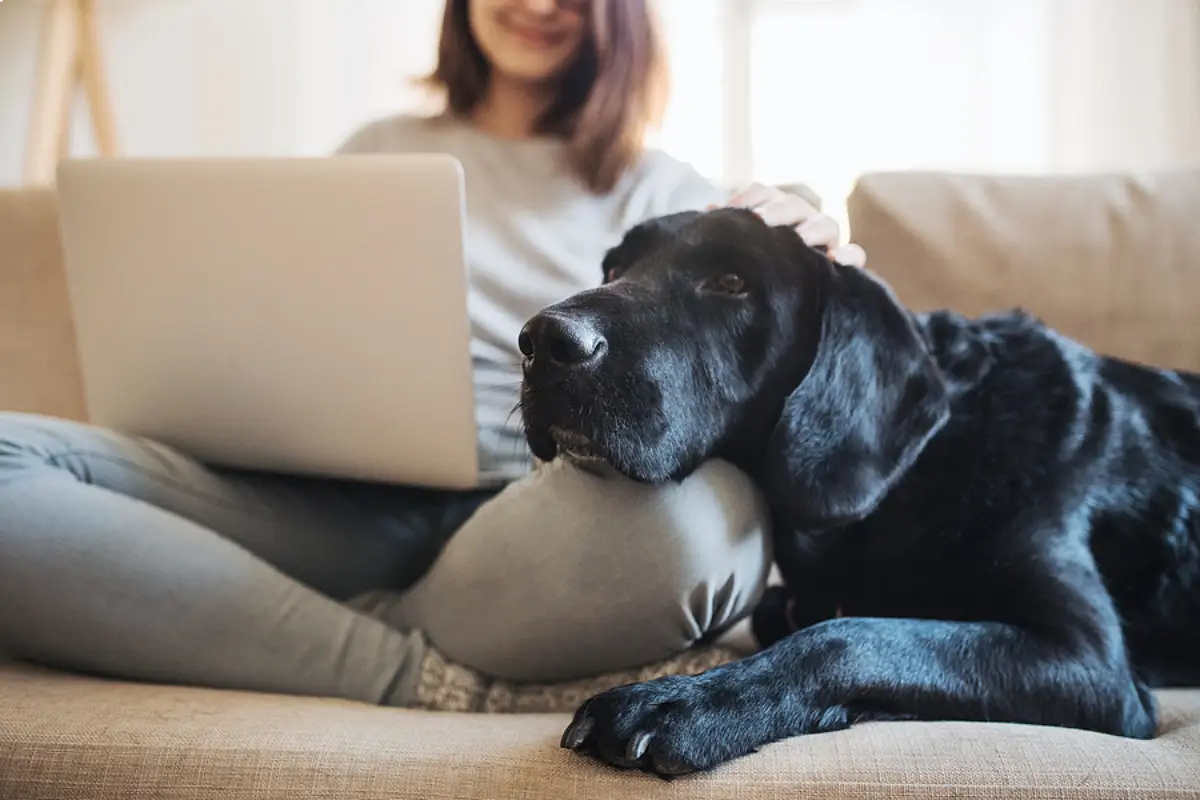 Pet Policies for Landlords in Cypress, CA That Keep Your Property Safe and Tenants Happy